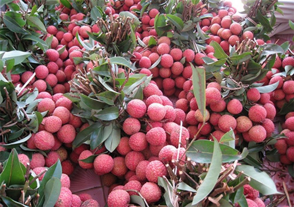 Nền tảng thương mại điện tử mang đến cơ hội mới cho vải thiều Hải Dương 